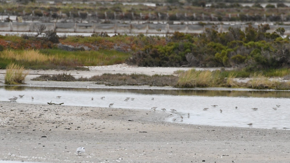 Red-necked Stint - ML646614778