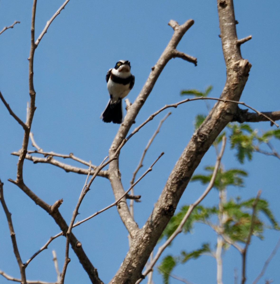 Chinspot Batis - ML646614779