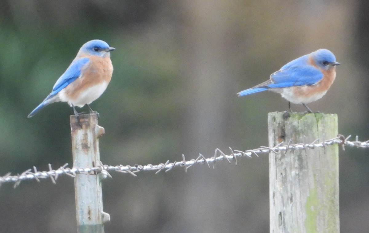 Блакитник східний - ML646614780