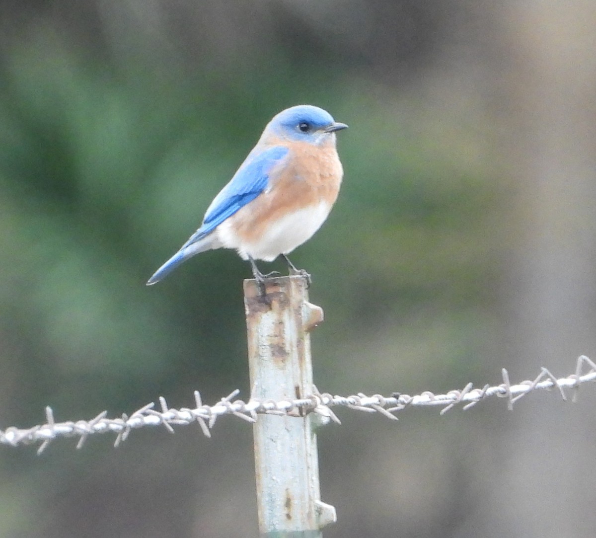 Блакитник східний - ML646614781