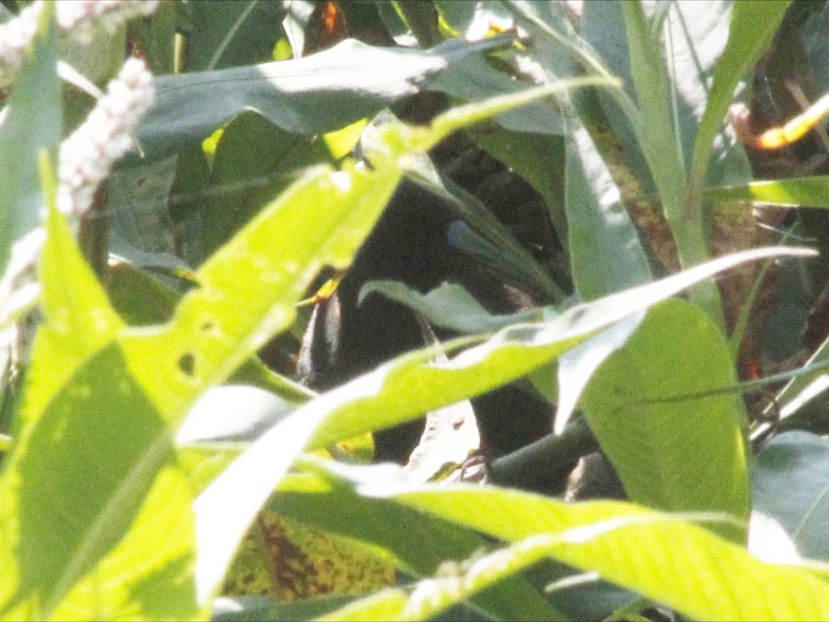 Râle à bec ensanglanté - ML646614783