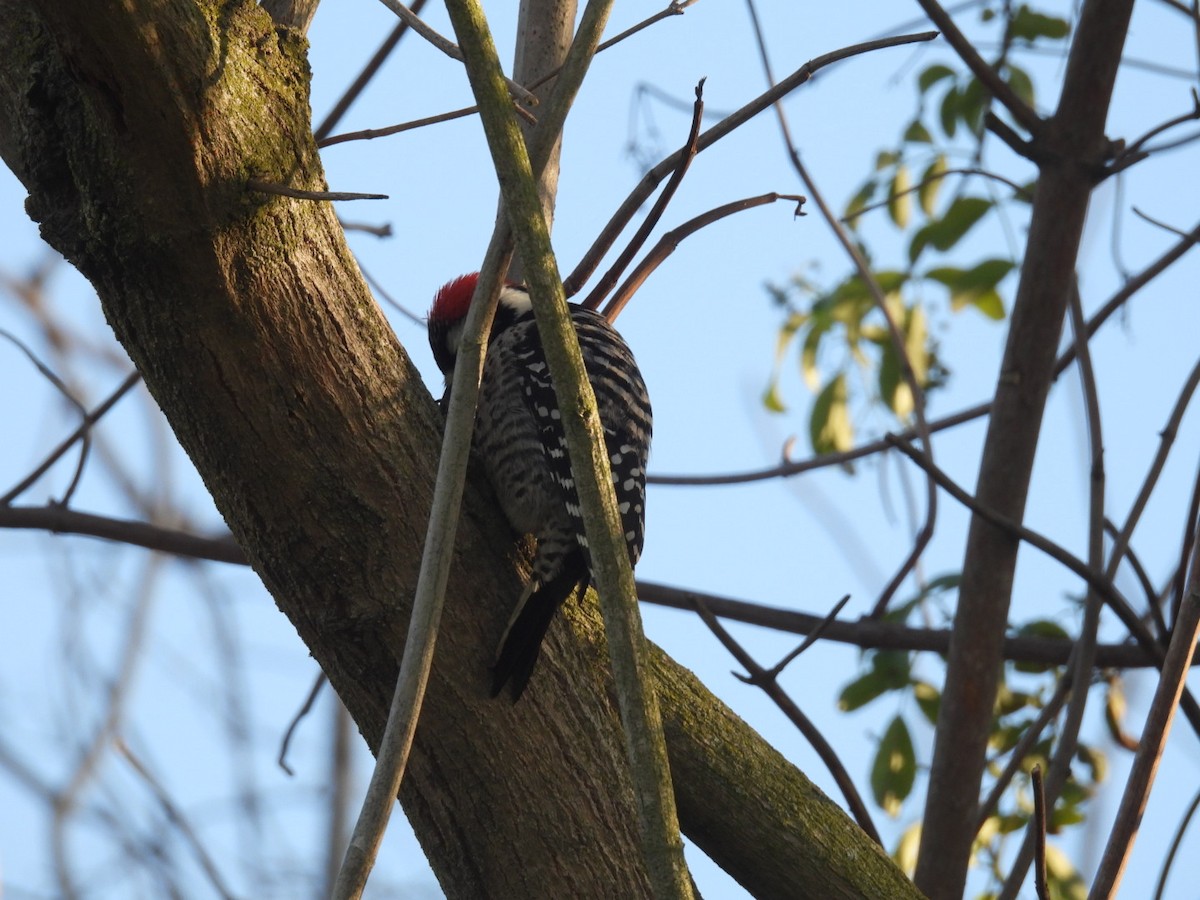 Nuttall's Woodpecker - ML646614784