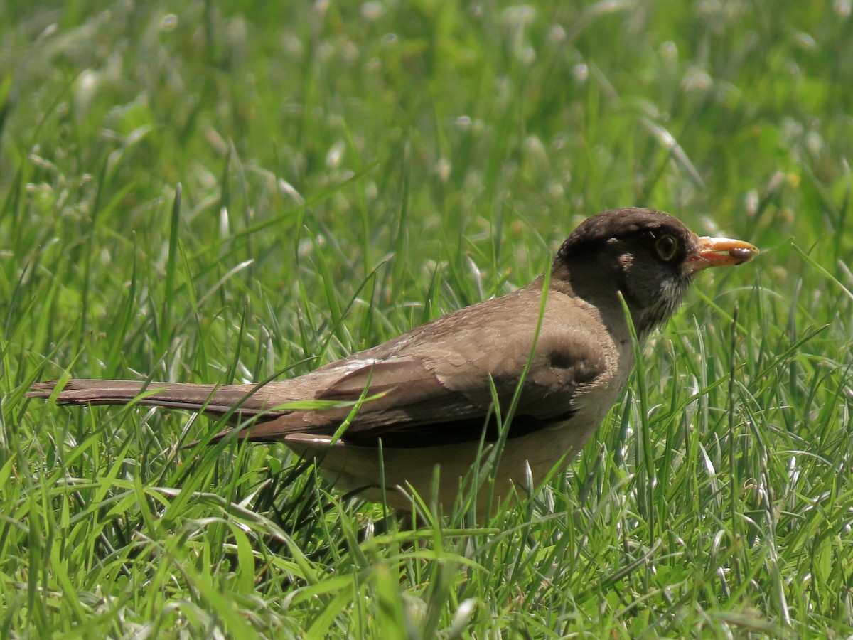 Austral Thrush - ML646614787