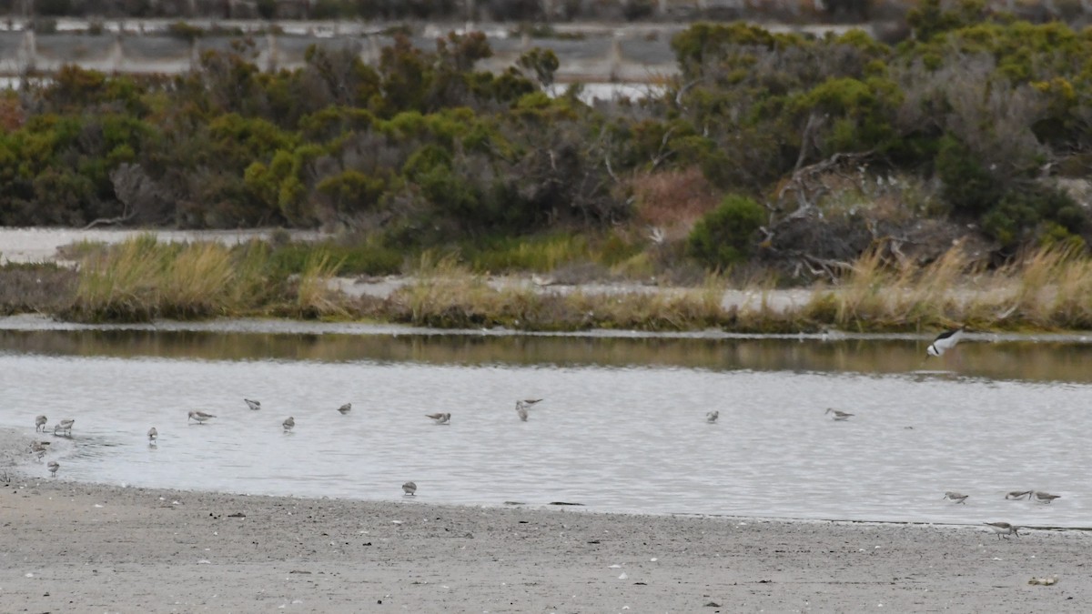 Red-necked Stint - ML646614788