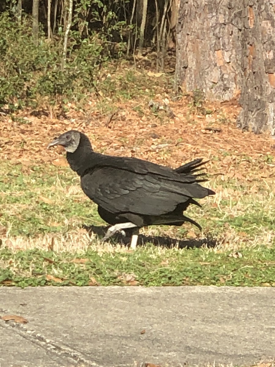 Black Vulture - ML646614790