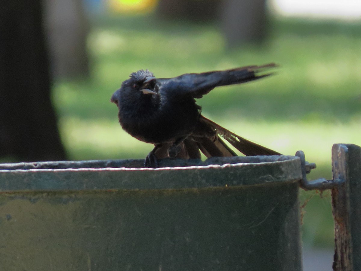 Shiny Cowbird - ML646614791