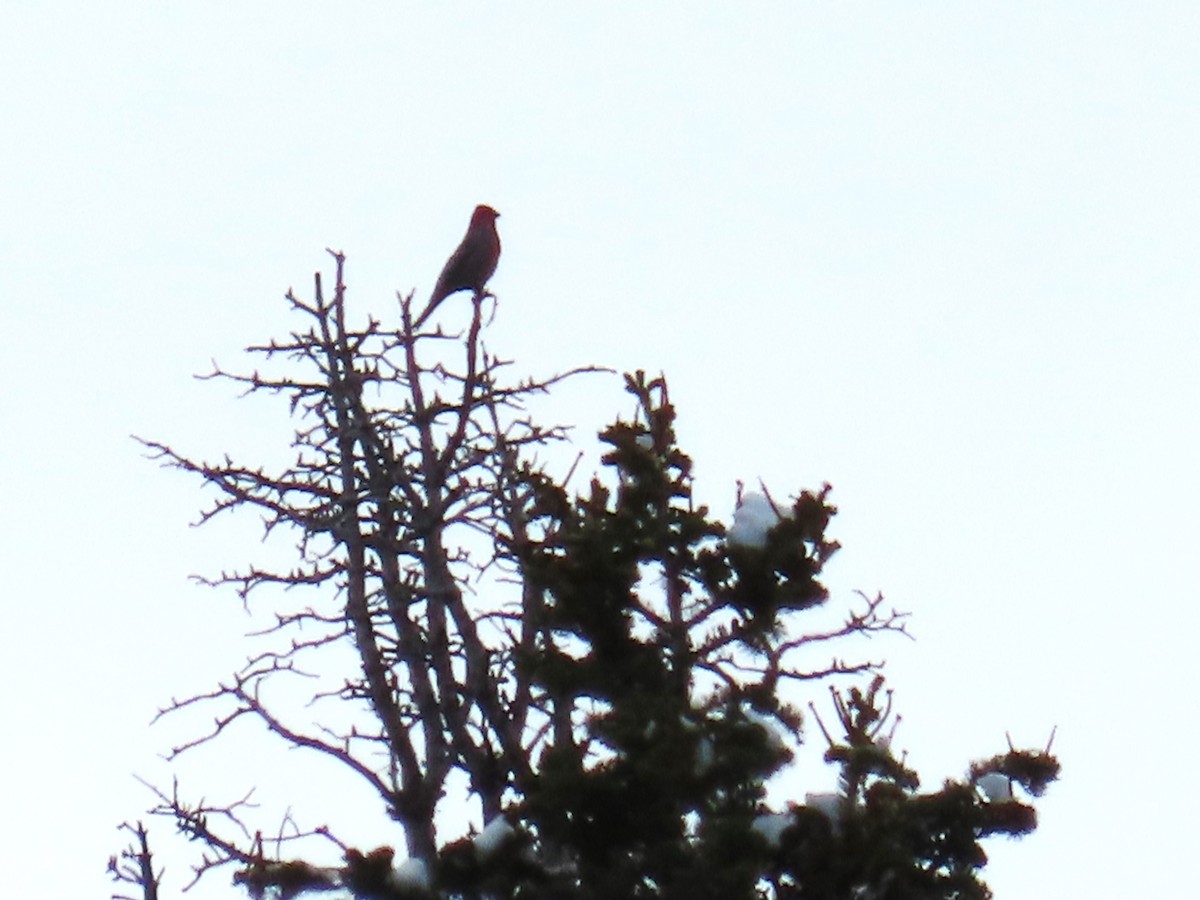 Pine Grosbeak (Rocky Mts.) - ML646614793