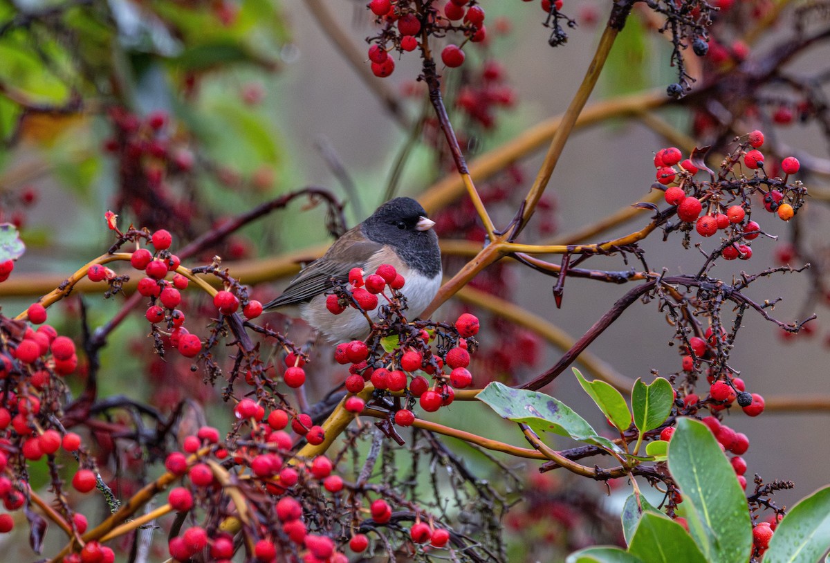 Junco Ojioscuro - ML646614795