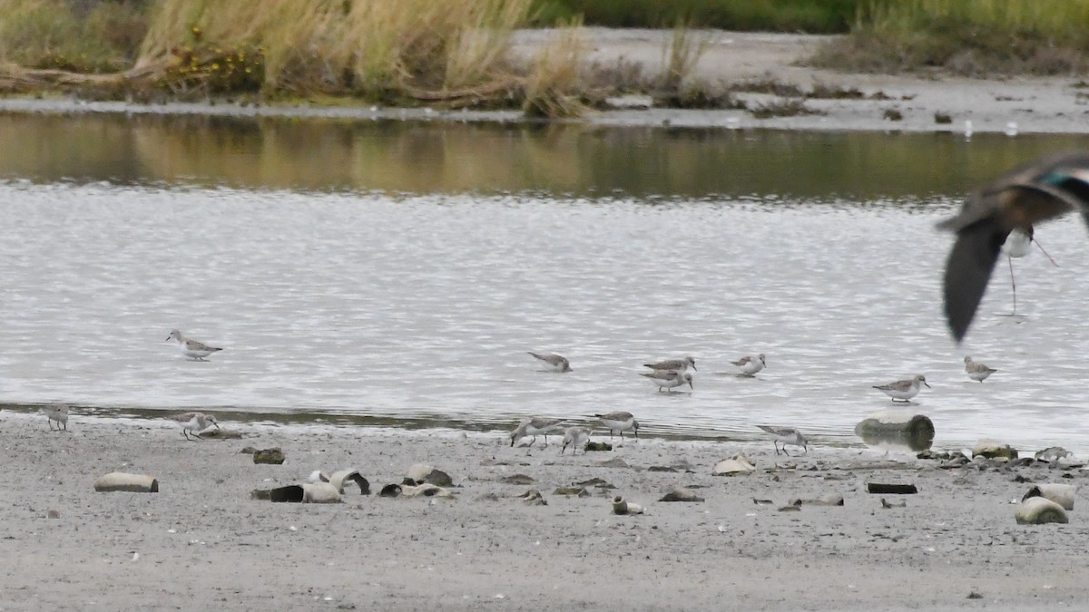 Red-necked Stint - ML646614796