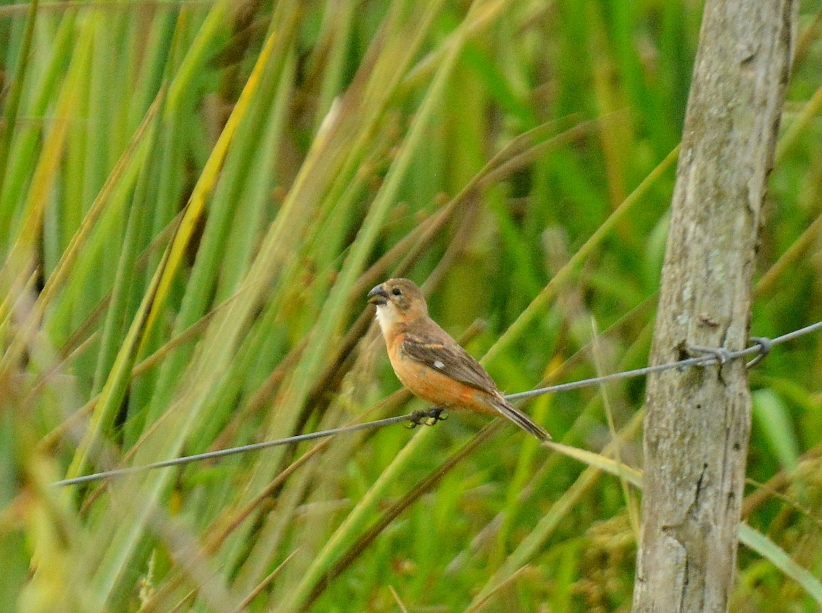 Rusty-collared Seedeater - ML646614797