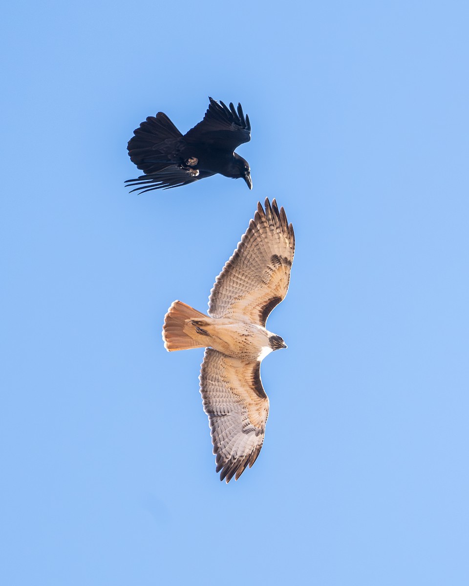 Poiana codarossa - ML646614799