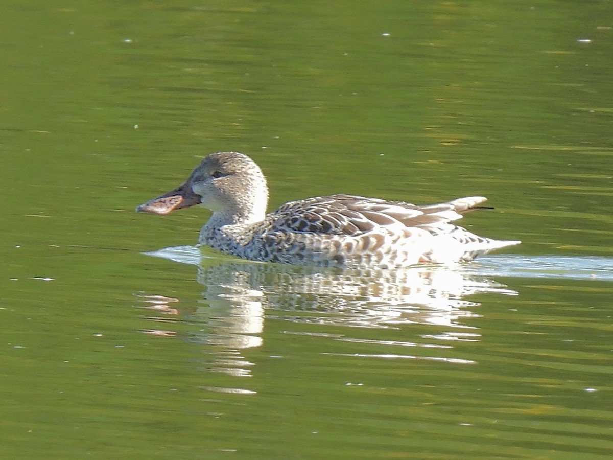 Northern Shoveler - ML646614800
