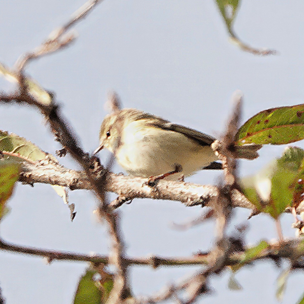 Luì di Hume - ML646614802