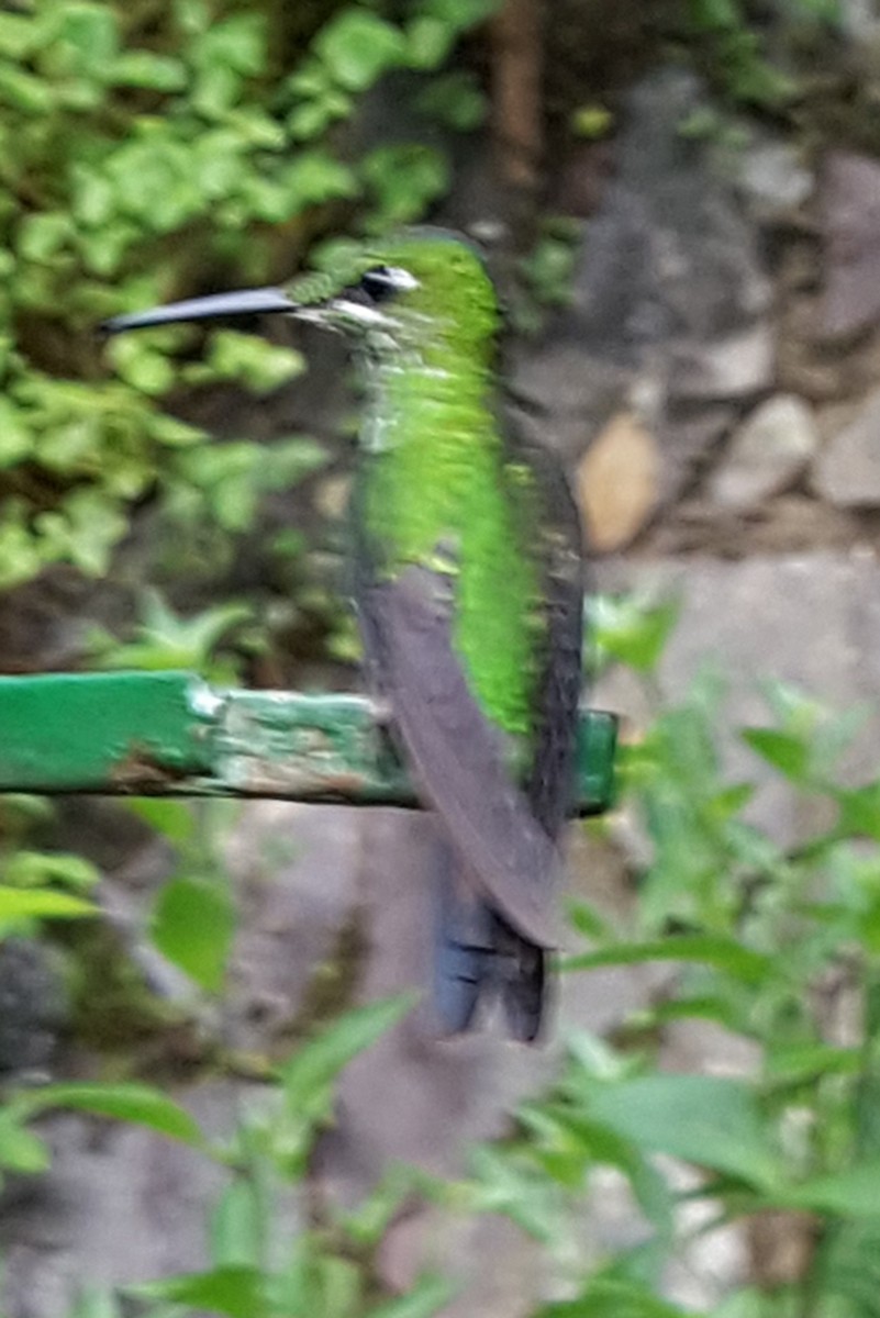 Green-crowned Brilliant - ML646614803