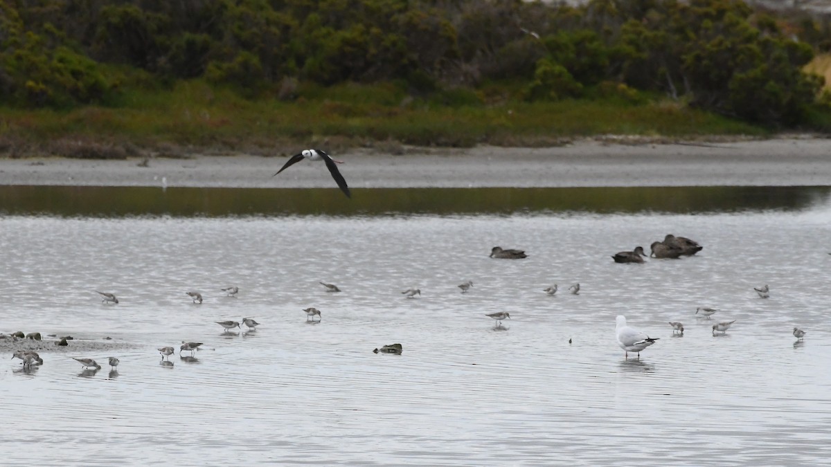 Red-necked Stint - ML646614804