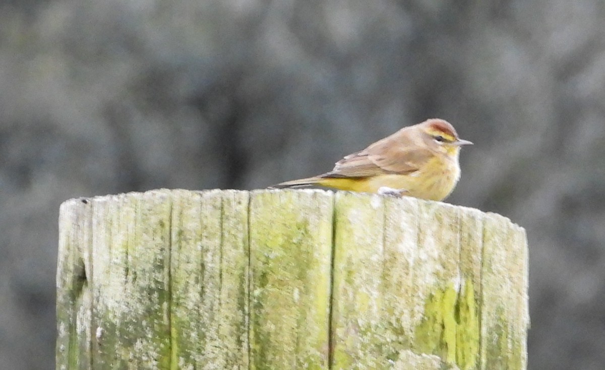 ヤシアメリカムシクイ - ML646614805