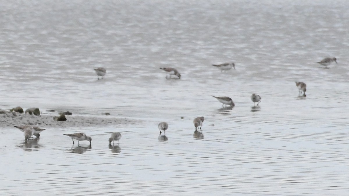 Red-necked Stint - ML646614808