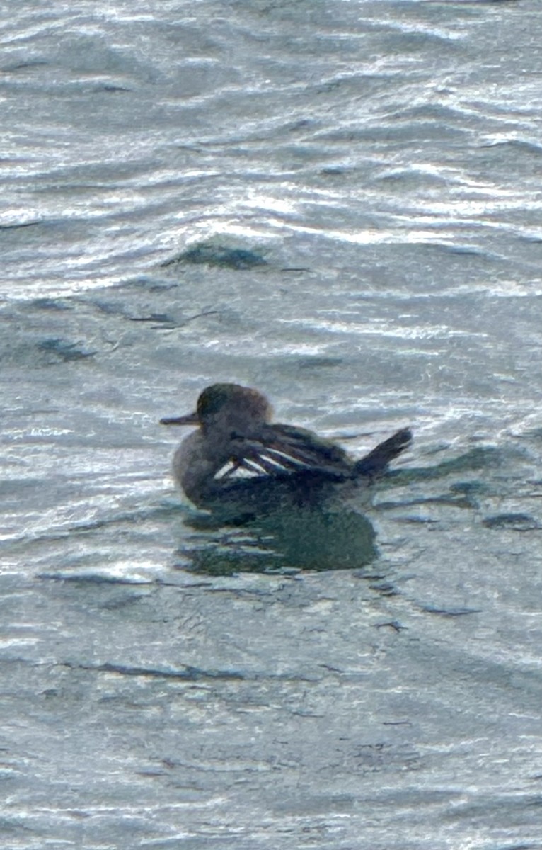 Hooded Merganser - ML646614809