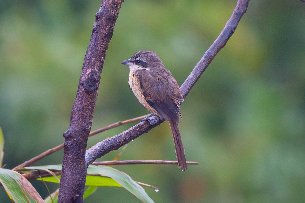 ťuhýk hnědý - ML646614810