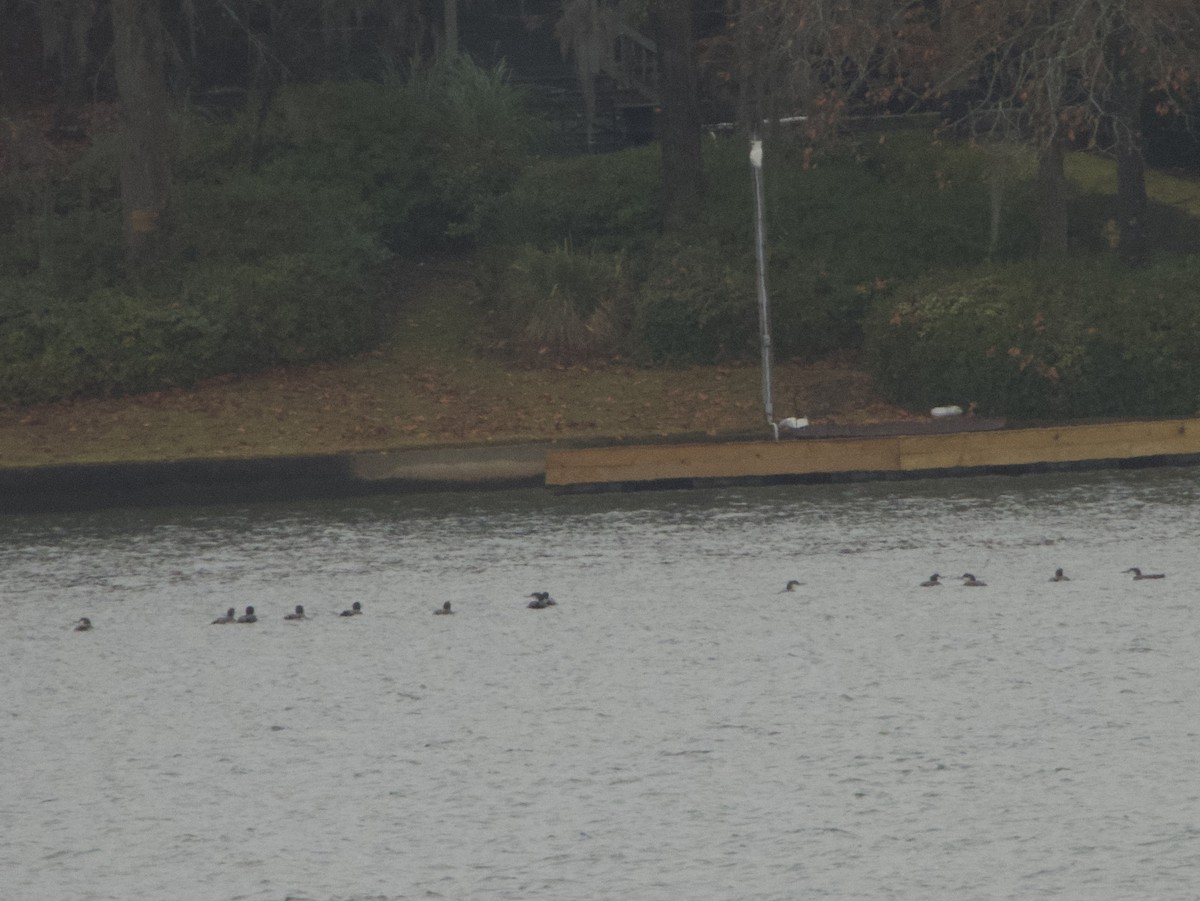 Common Loon - ML646614819