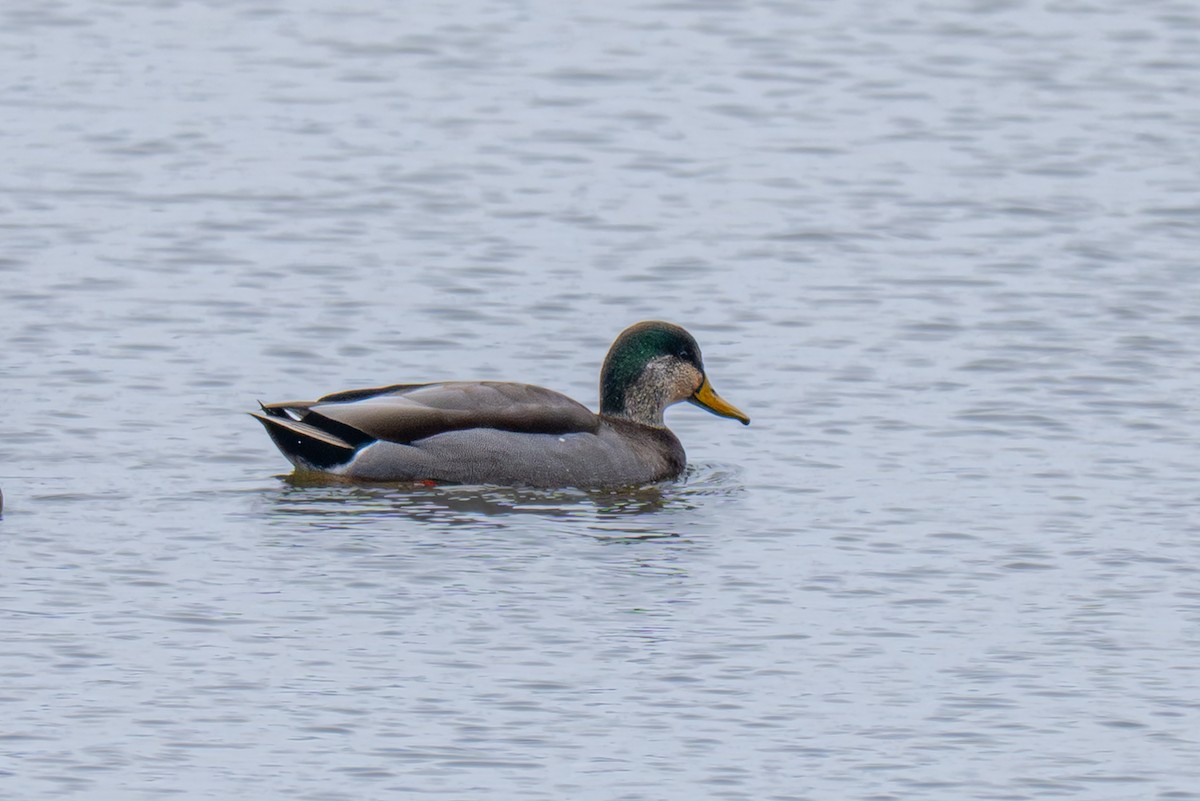 Mallard - ML646614820