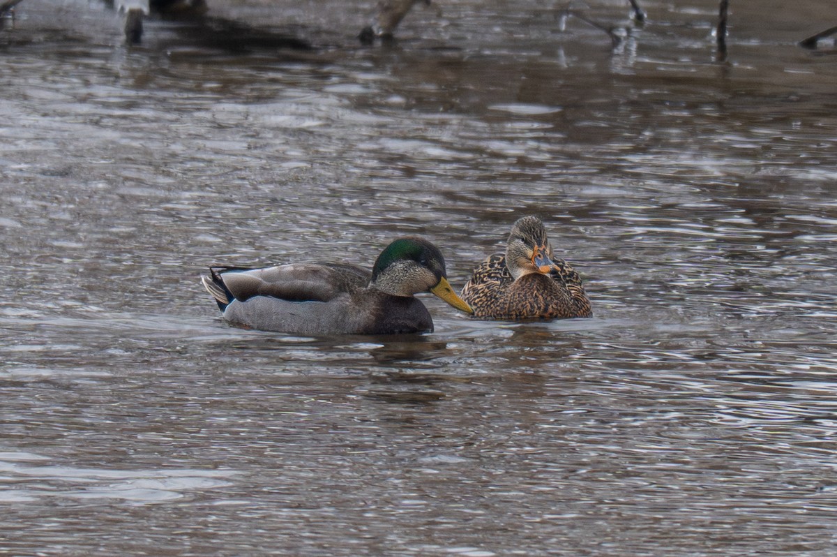 Mallard - ML646614821