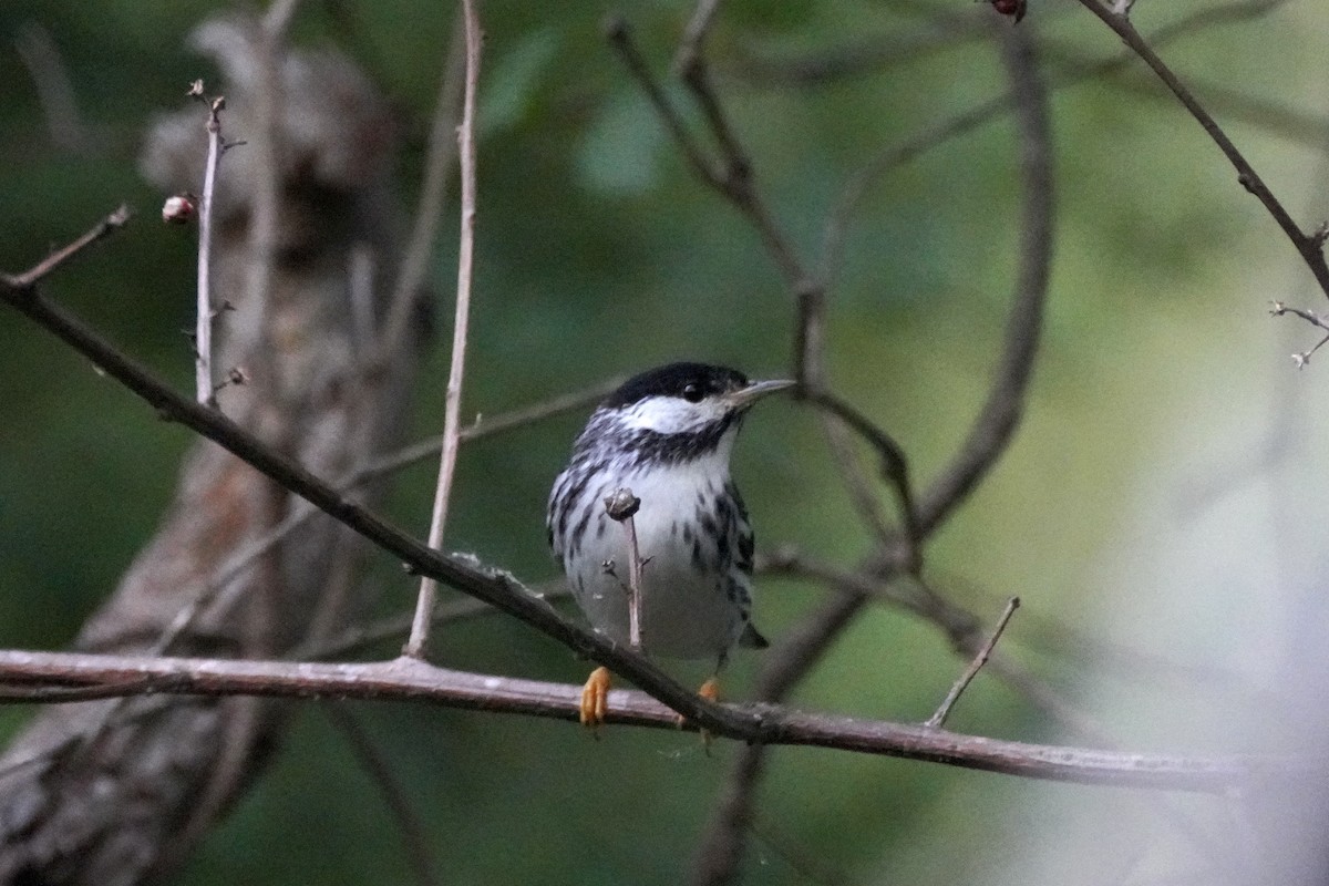 Paruline rayée - ML646614822