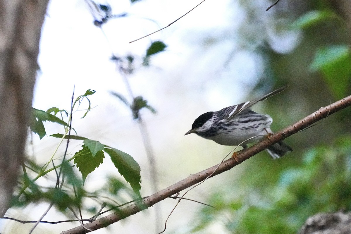 Paruline rayée - ML646614823