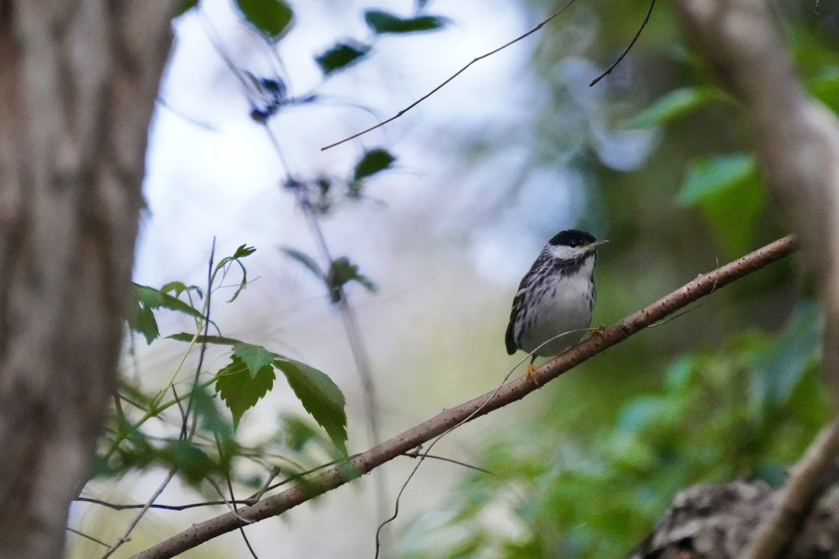 Paruline rayée - ML646614824