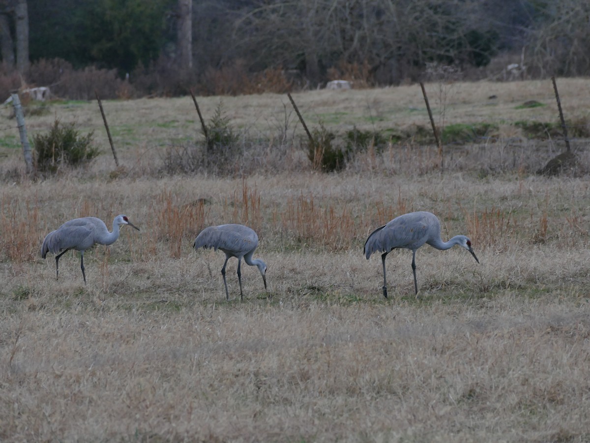 עגור קנדי - ML646614825