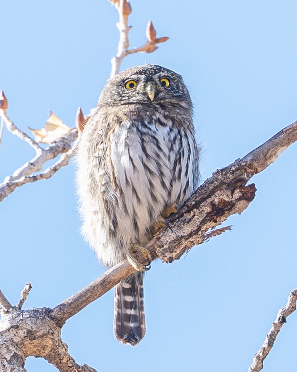 Northern Pygmy-Owl - ML646614844