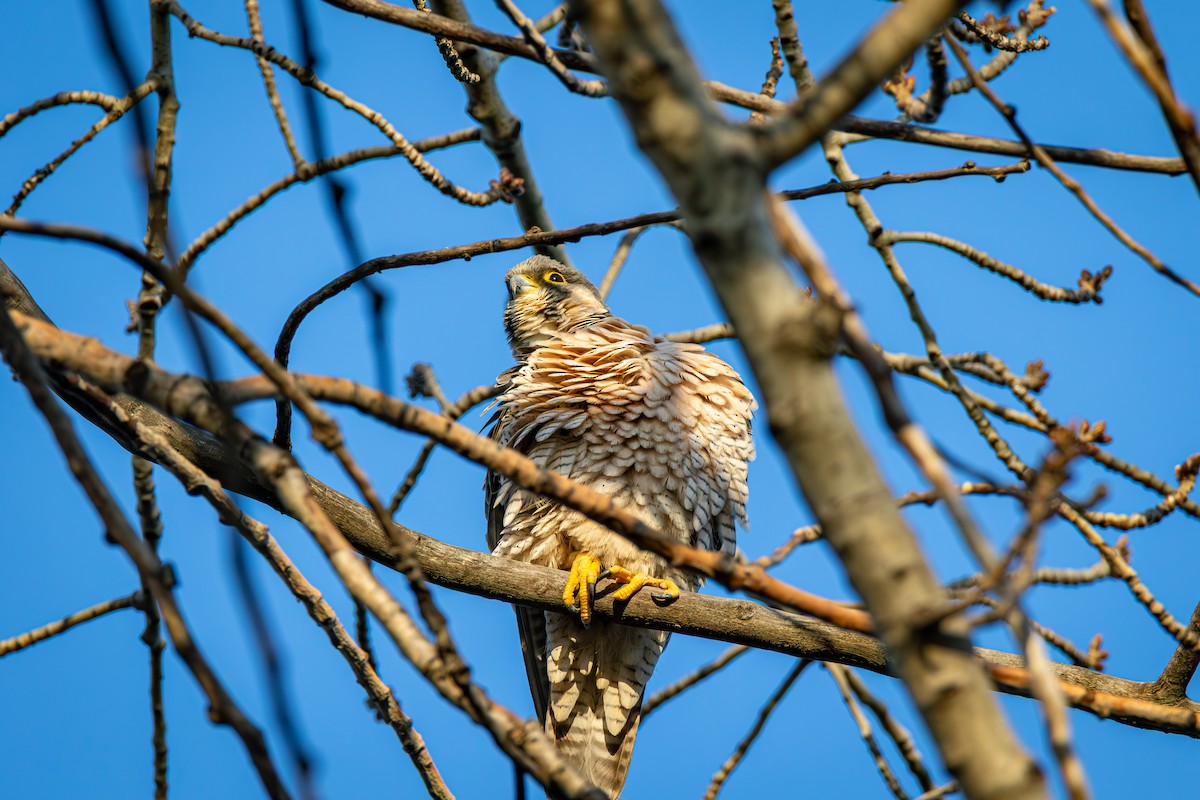 Peregrine Falcon - ML646614846
