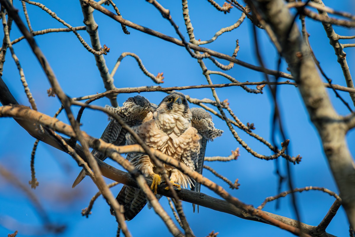 Peregrine Falcon - ML646614849