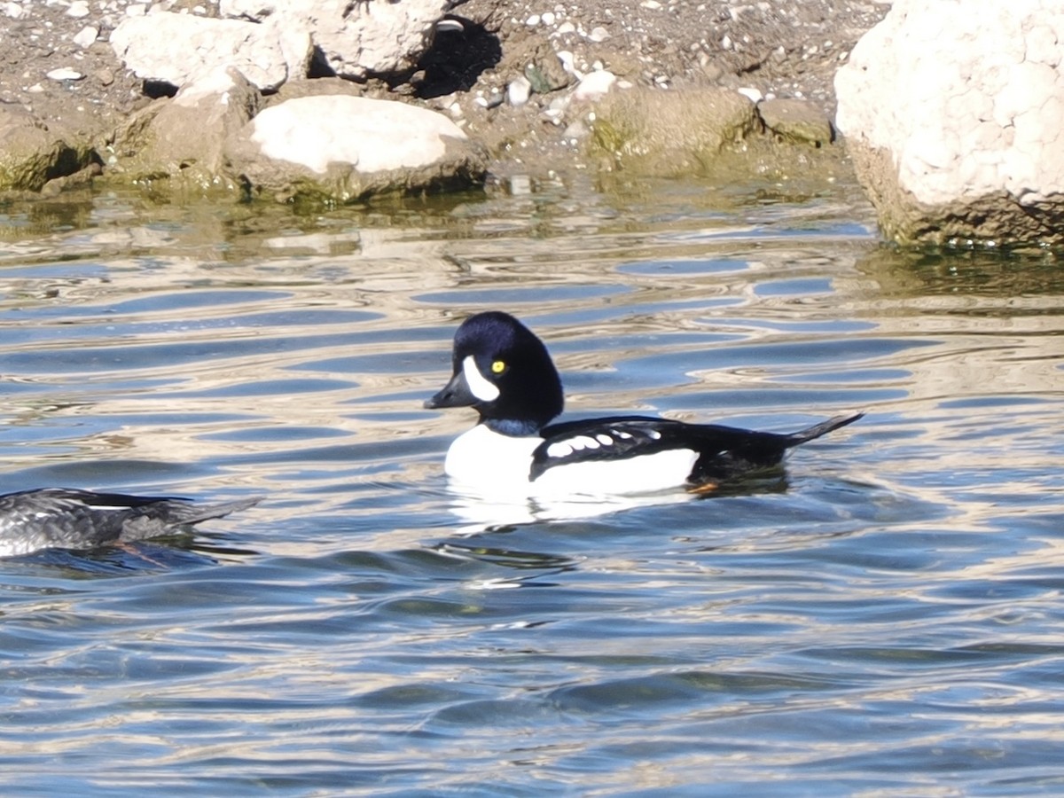 キタホオジロガモ - ML646614851