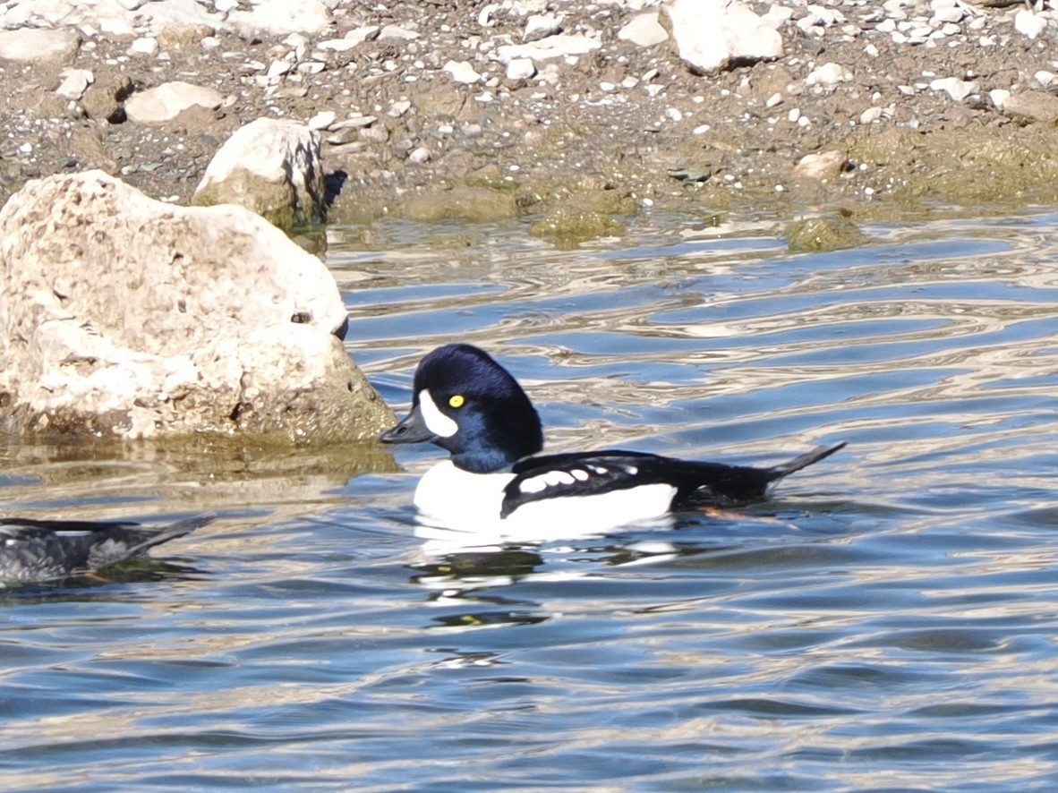 キタホオジロガモ - ML646614852