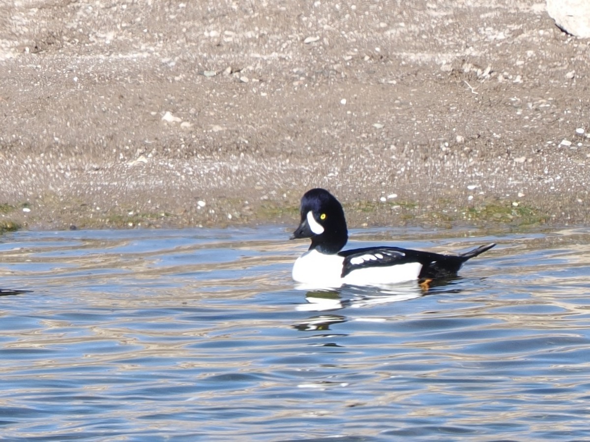 キタホオジロガモ - ML646614853