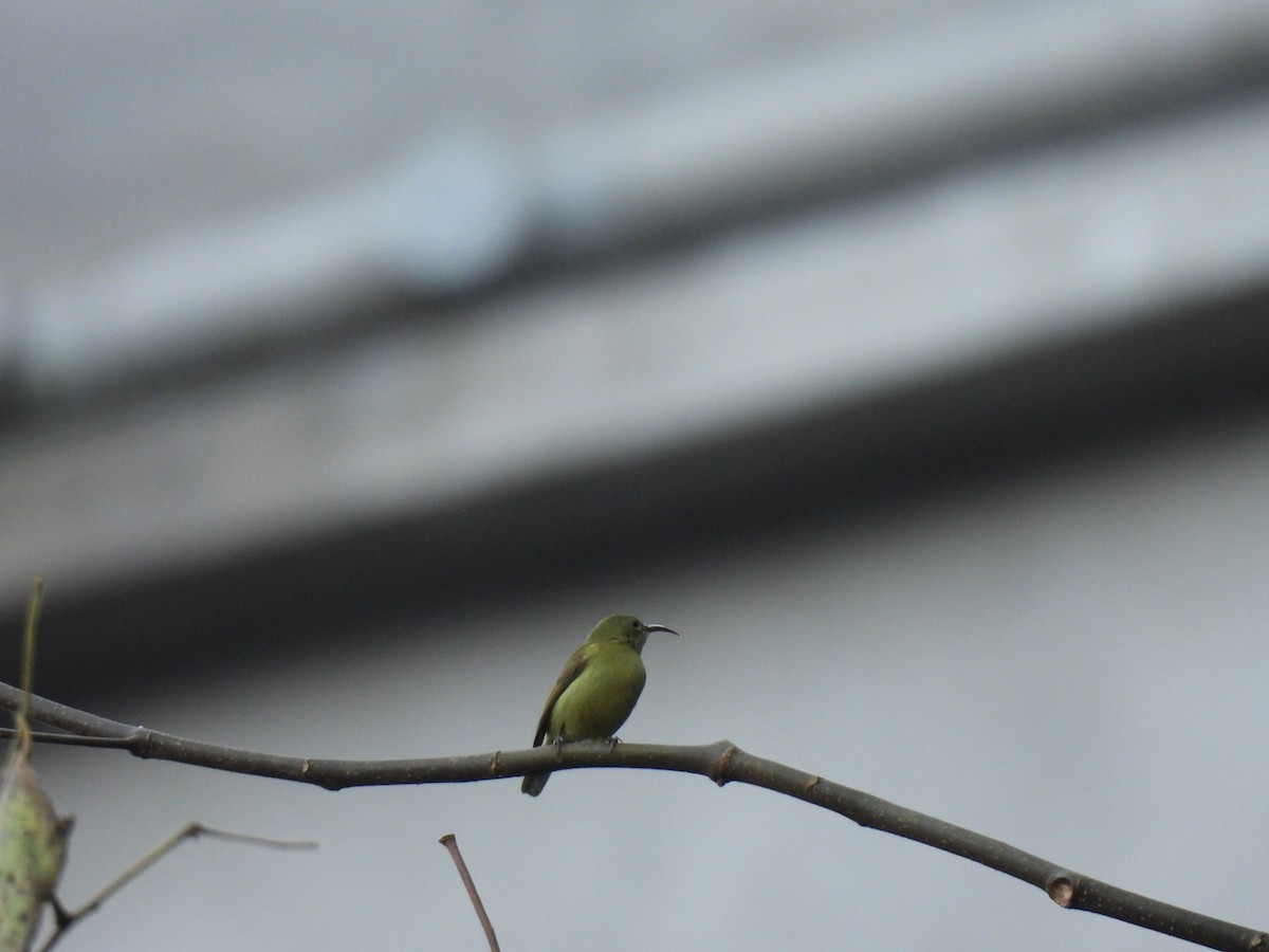 Crimson Sunbird - ML646614854