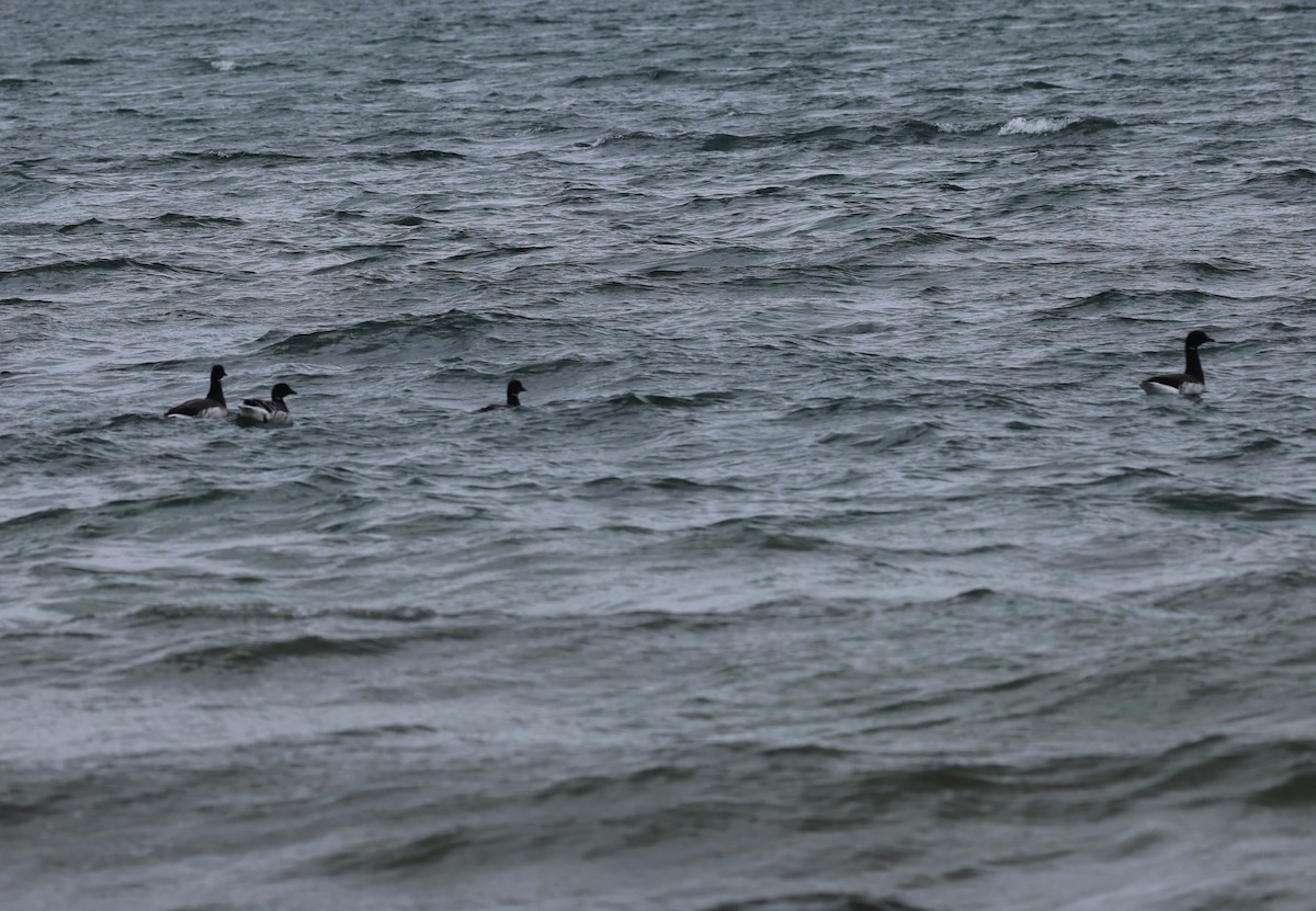 Bernache cravant - ML646614856