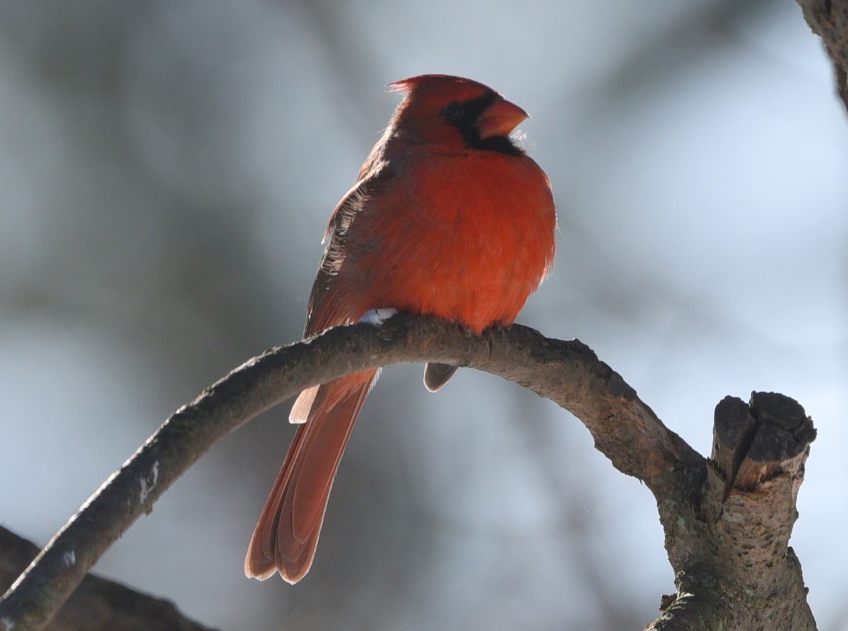 Northern Cardinal - ML646614858