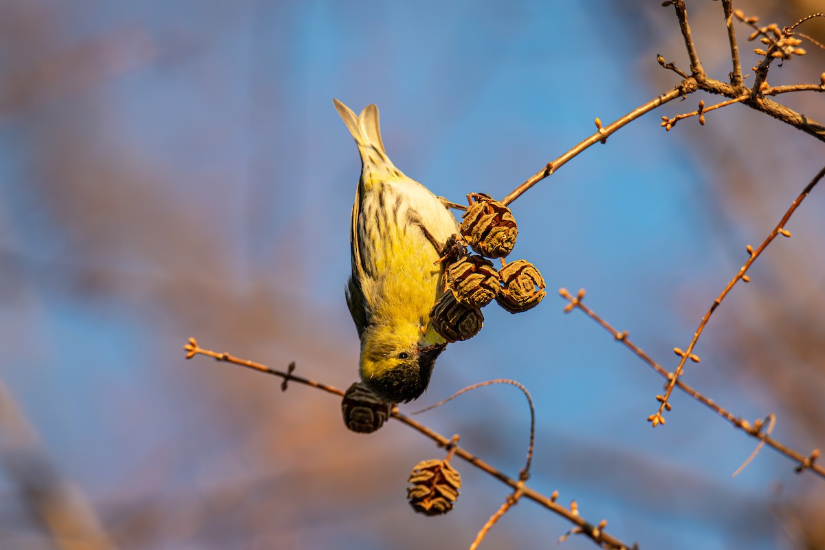 Eurasian Siskin - ML646614859