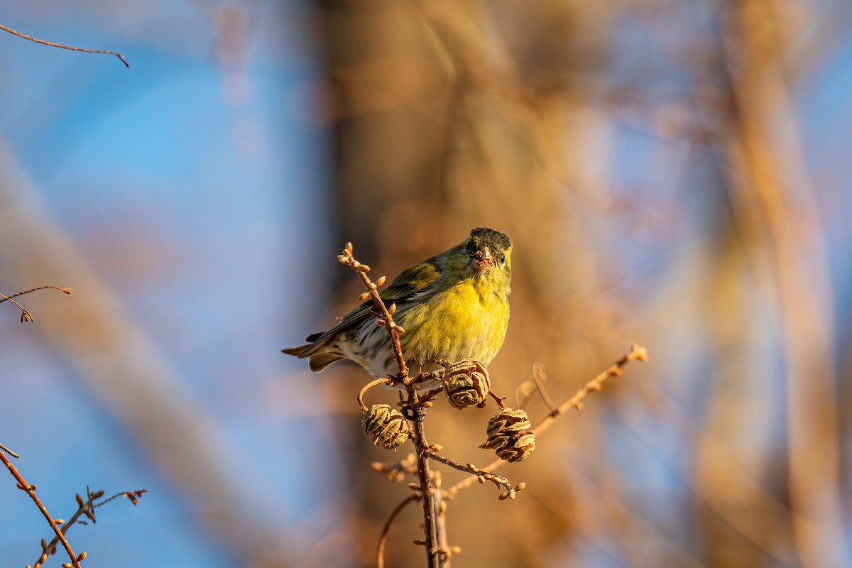 Eurasian Siskin - ML646614860