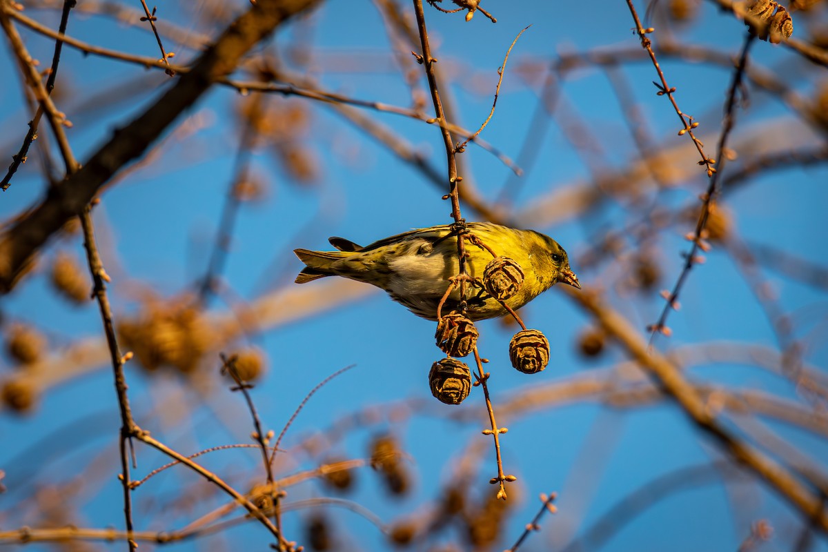 Eurasian Siskin - ML646614861