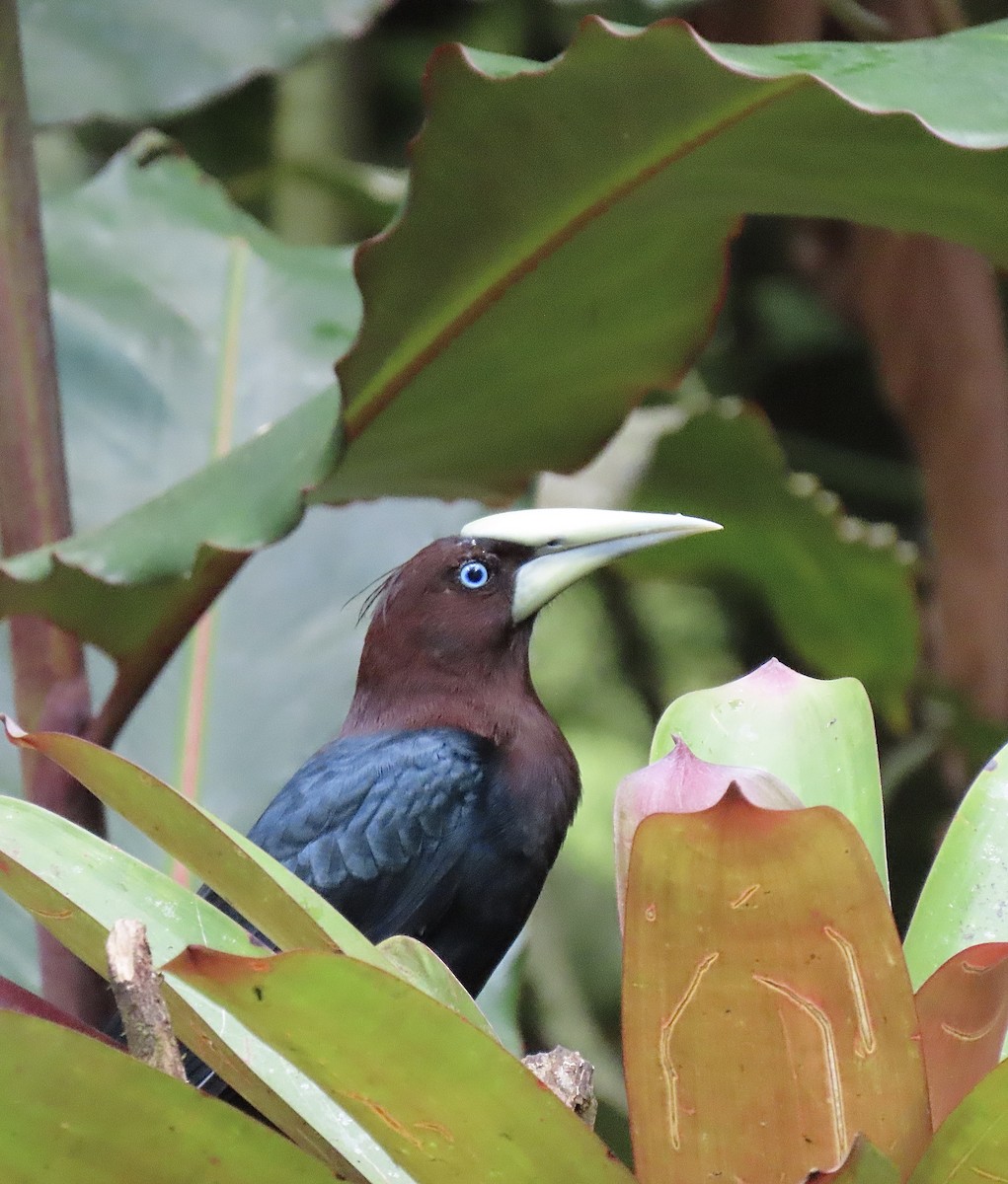 Конота товстодзьоба - ML646614862