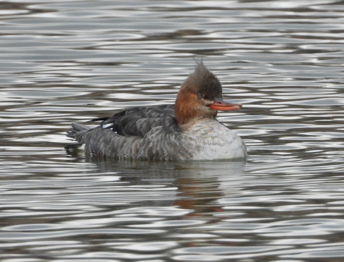 Red-breasted Merganser - ML646614867