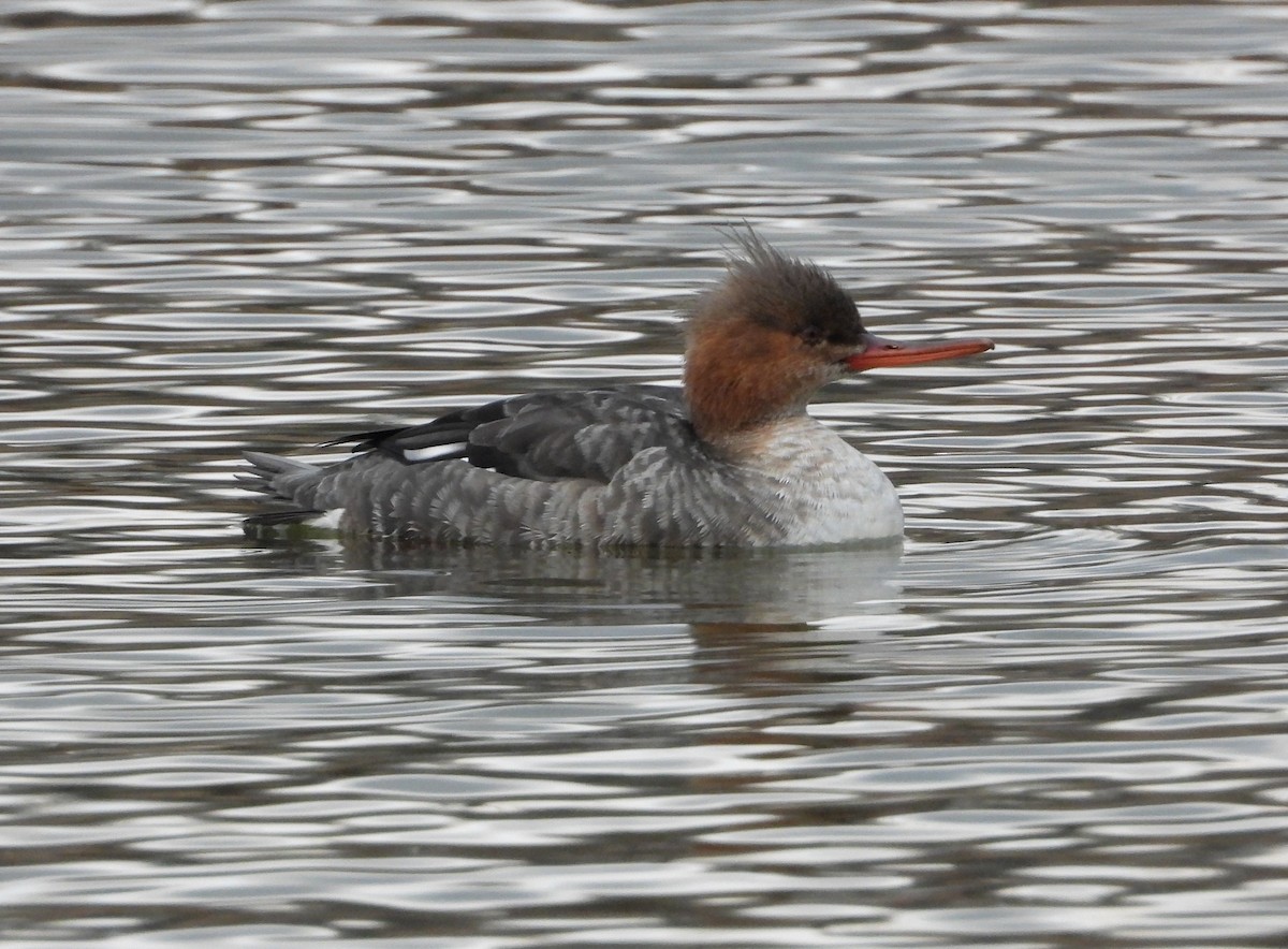 Red-breasted Merganser - ML646614868