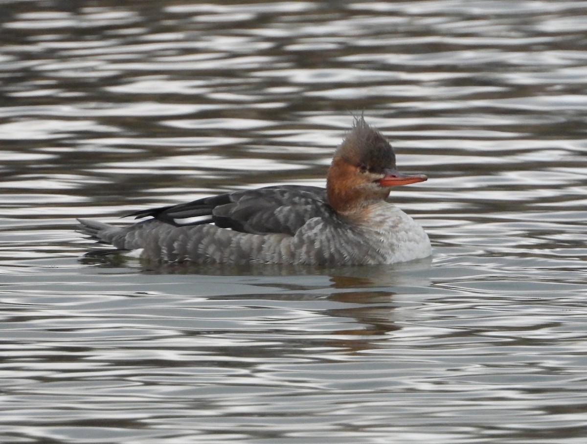 Red-breasted Merganser - ML646614869