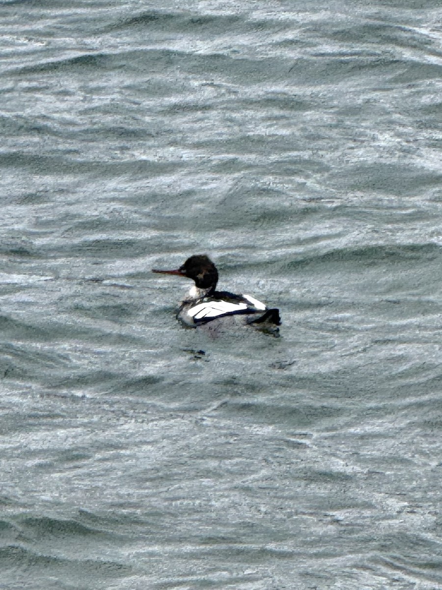 Крех середній - ML646614870