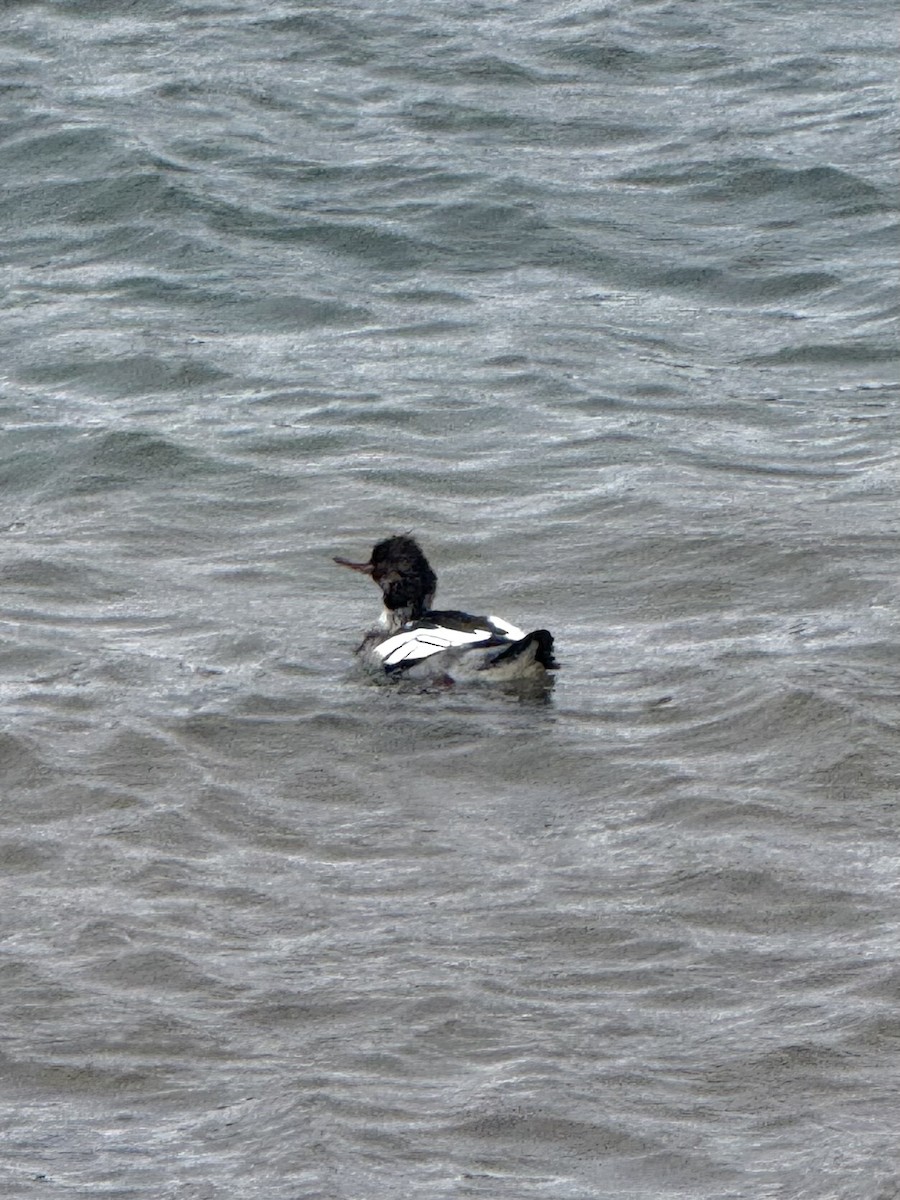 Крех середній - ML646614871