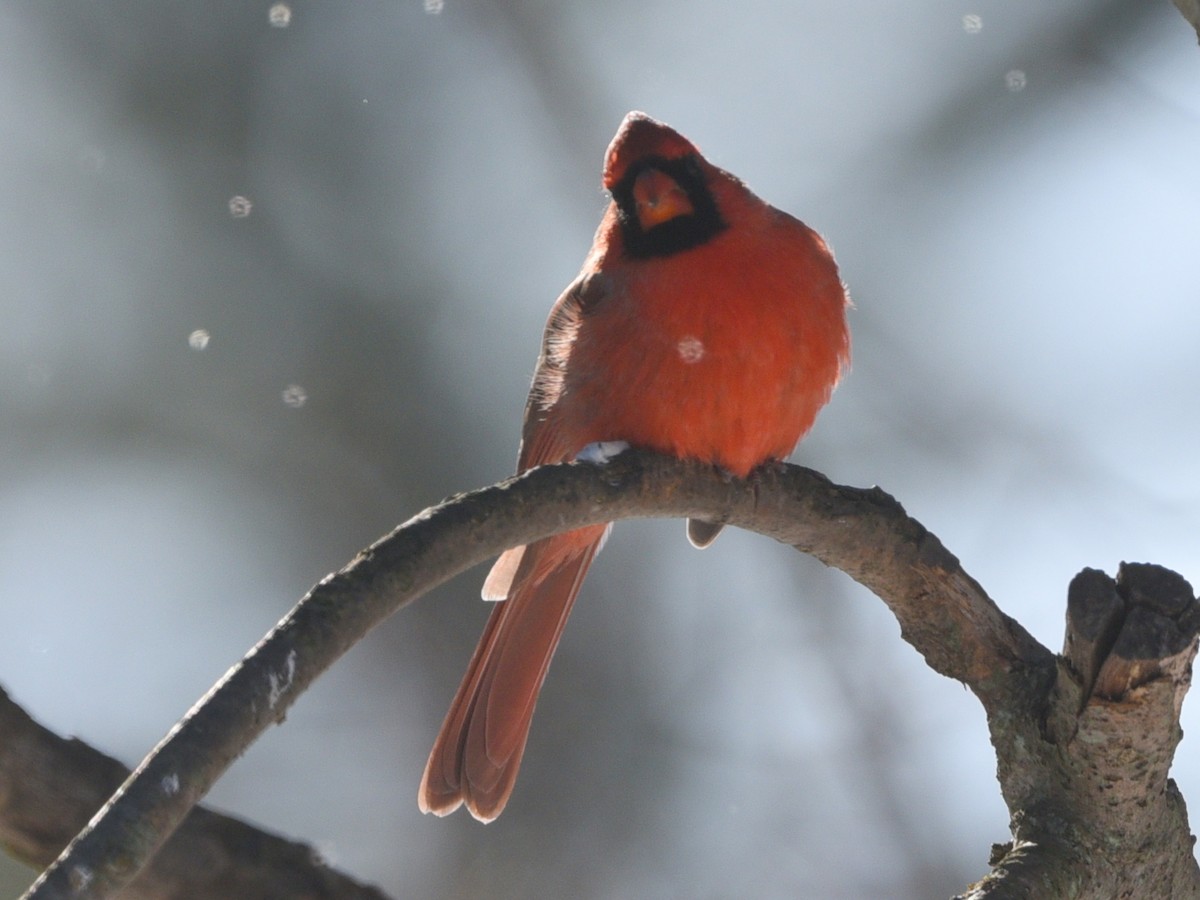 Northern Cardinal - ML646614872