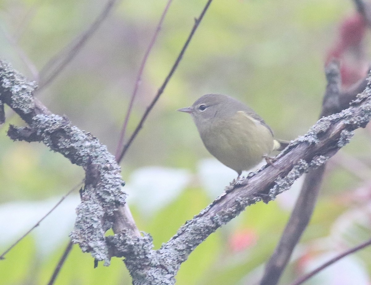 Orangefleck-Waldsänger - ML646614873